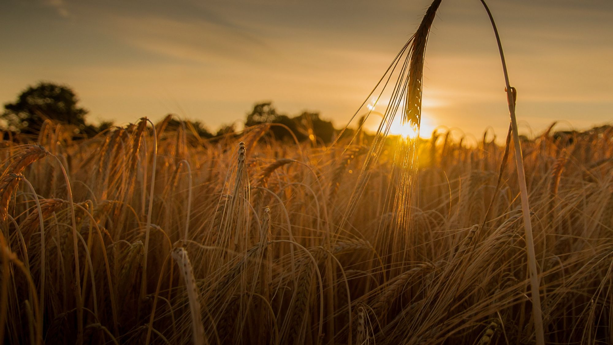 Buğday Alımı - Hizmetler